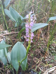Pontederia sagittata