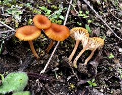 Contumyces vesuvianus