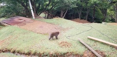 Macaca fuscata fuscata