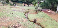 Macaca fuscata fuscata