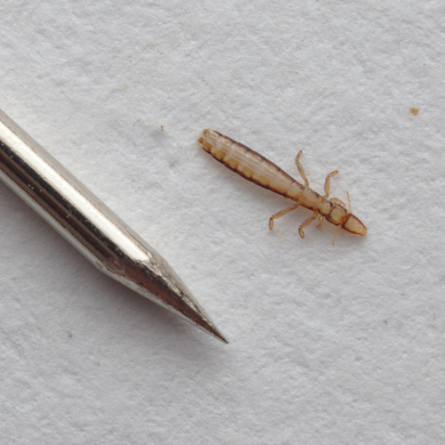 Slender pigeon louse photo 2
