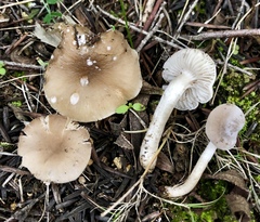 Dermoloma cuneifolium
