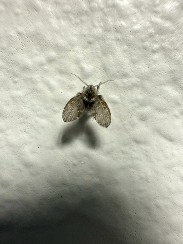 Unknown species found near Mill St SE, Salem, OR, US