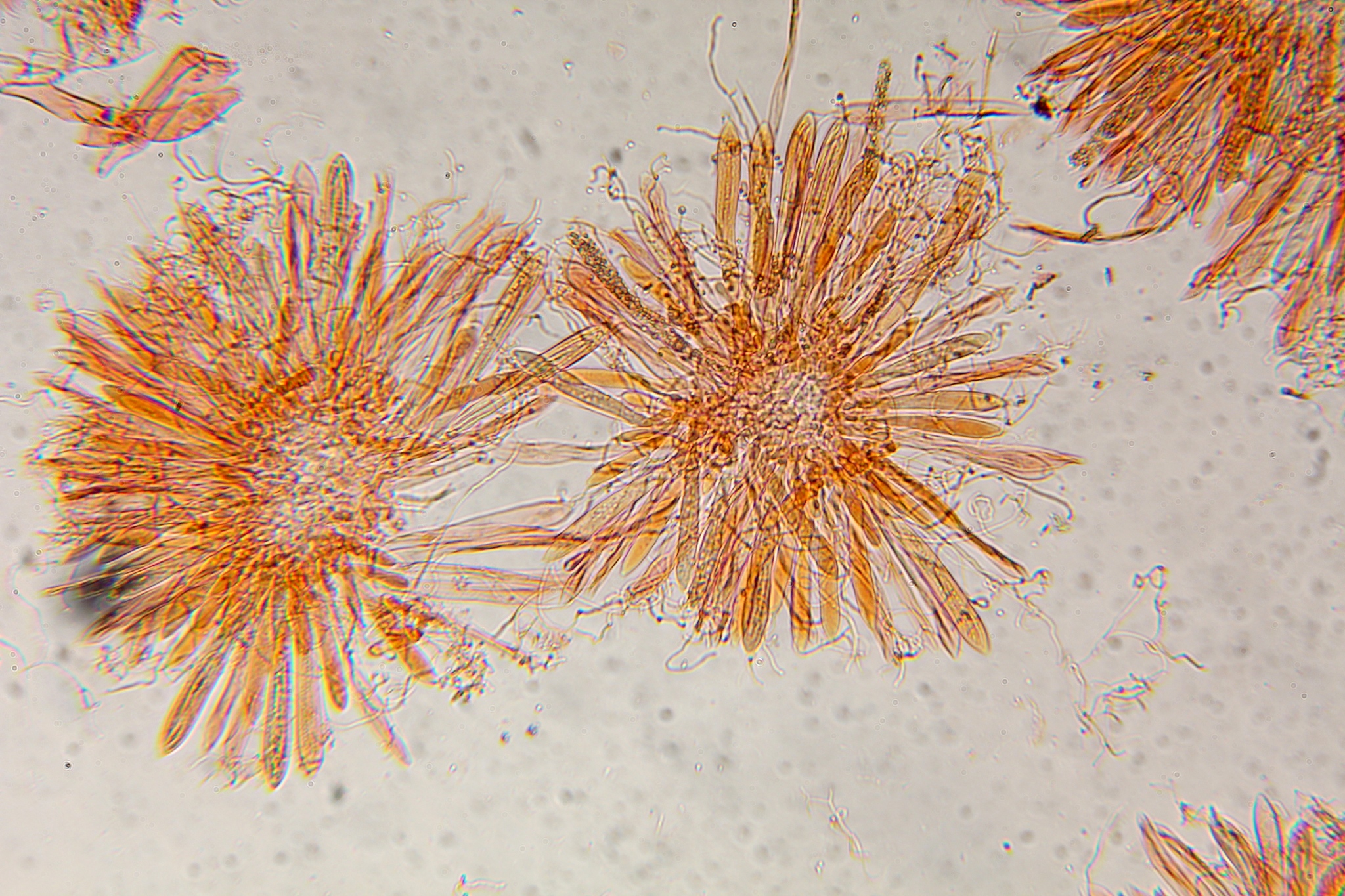 Spathulariopsis velutipes image