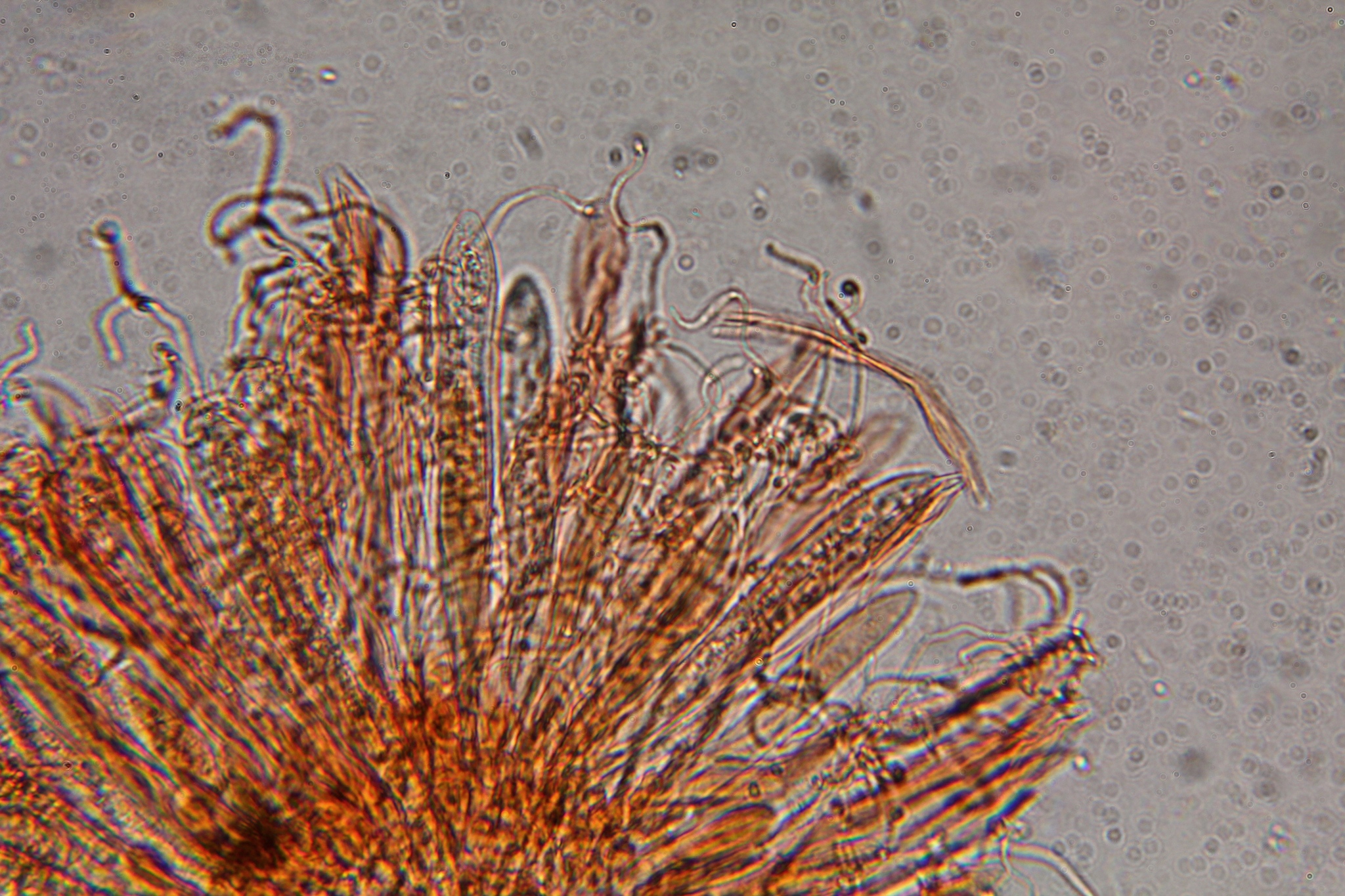 Spathulariopsis velutipes image