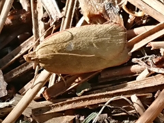 Phaeosaces coarctatella