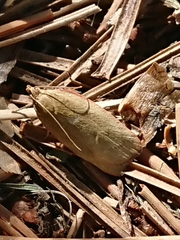 Phaeosaces coarctatella