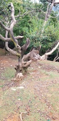 Macaca fuscata fuscata