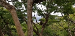 Macaca fuscata fuscata