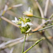 Zygochloa paradoxa - Photo (c) Kym Nicolson, algunos derechos reservados (CC BY), subido por Kym Nicolson