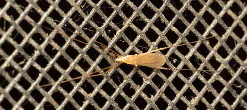 Unknown species found near Anderson County, TN, USA