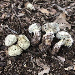 Beenakia mediterranea