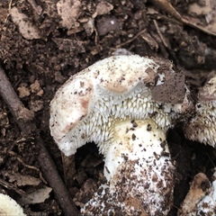 Beenakia mediterranea