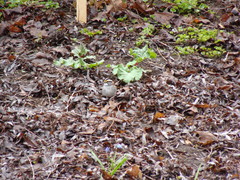 Zonotrichia albicollis