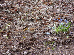 Zonotrichia albicollis