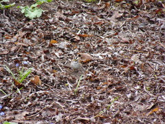 Zonotrichia albicollis