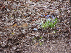 Zonotrichia albicollis