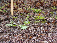 Zonotrichia albicollis