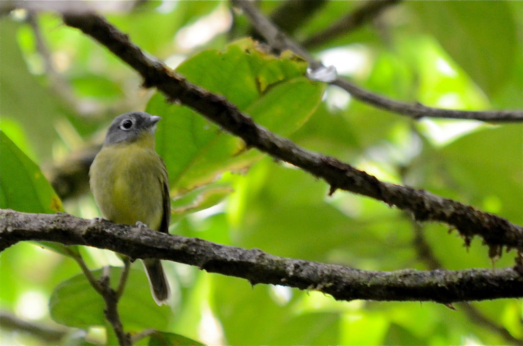 Gray-headed Piprites (Piprites griseiceps) photo