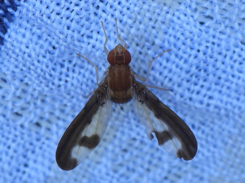 Unknown species found near Winona County, MN, USA