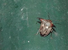 Alcimocoris coronatus