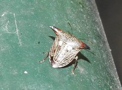 Alcimocoris coronatus