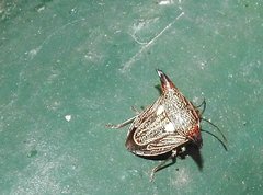 Alcimocoris coronatus