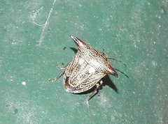 Alcimocoris coronatus