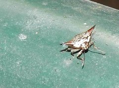 Alcimocoris coronatus