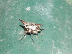 Alcimocoris coronatus