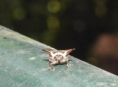 Alcimocoris coronatus