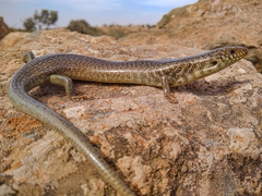 Many-Scaled Cylindrical Skink photo 3