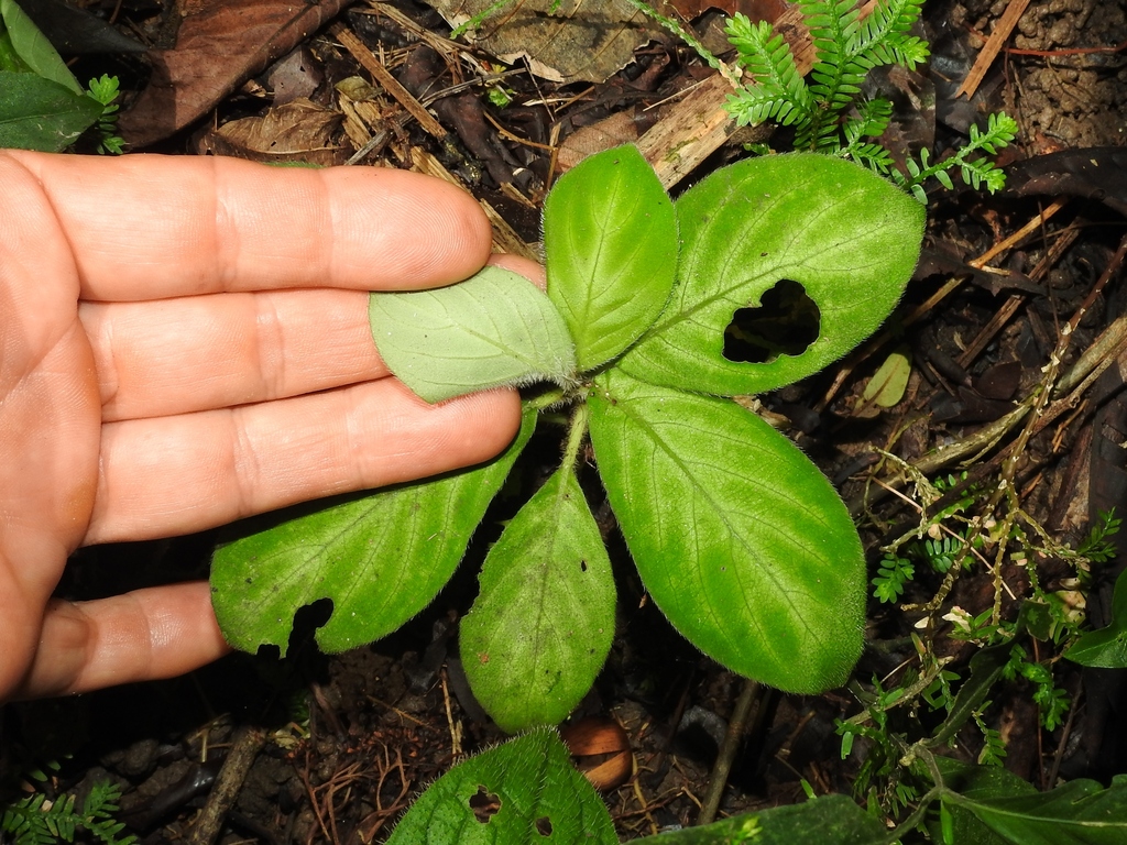 Aphelandra seibertii