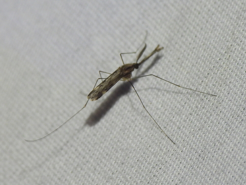 Unknown species found near Winona, MN 55987, USA