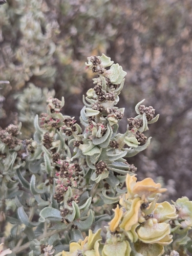 Atriplex clivicola (Atriplex clivicola)