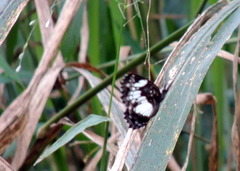 Neptidopsis ophione ophione