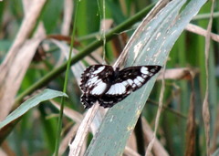 Neptidopsis ophione ophione