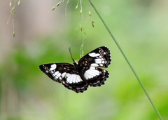 Neptidopsis ophione ophione