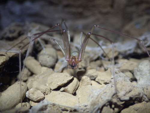 Loxosceles similis