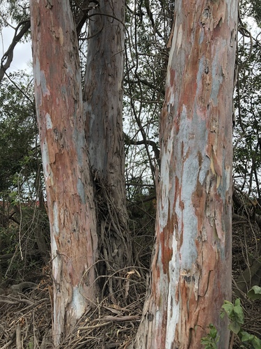 Eucalyptus tereticornis