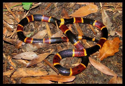Eastern Coralsnake