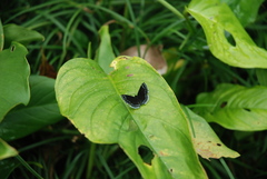Riodinidae