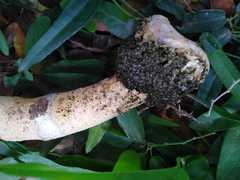 Itajahya galericulata