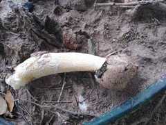 Itajahya galericulata