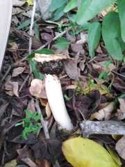 Itajahya galericulata