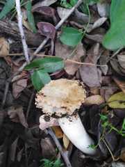 Itajahya galericulata