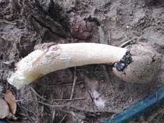 Itajahya galericulata