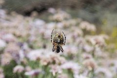 Araneus annulipes