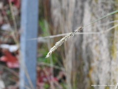 Anthoxanthum odoratum