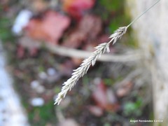 Anthoxanthum odoratum